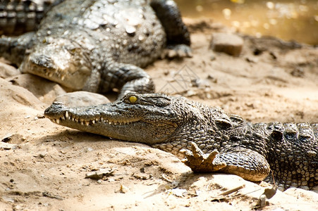 嘴猎人野生鳄鱼动物在太阳中烘烤齿公园高清图片素材