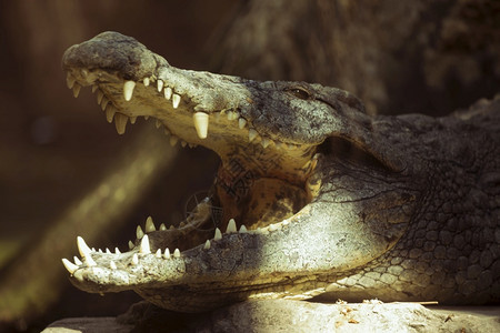 嘴凶猛的肉食动物鳄鱼锋利的高清图片素材