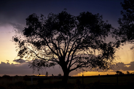 大树剪影图片户外橡木植物学在墨西哥哈利斯科的春天风景中日落时的大树环绕着背影背景