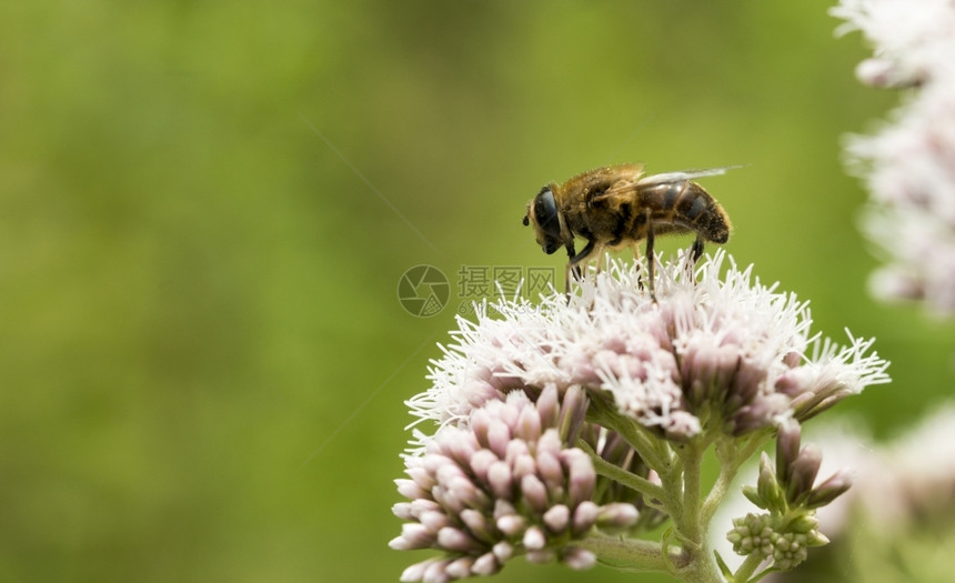有蜜蜂昆虫的粉红野花寻找蜂蜜忍受红花粉色的图片