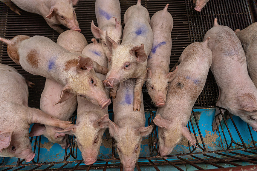商业猪养殖场的幼养场团体图片