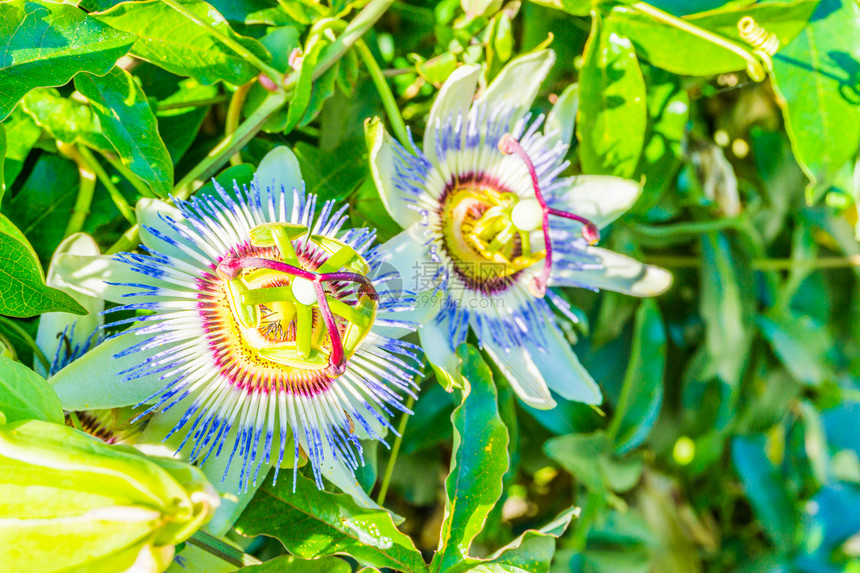 粉色的雏菊热辣花朵紧贴着激情的花朵植物白色和紫叶子图片