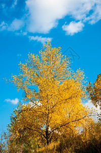 秋天的金色树林图片