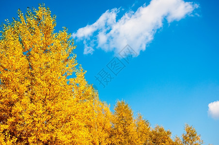 天空下的金色树木图片