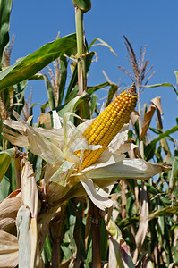 收成田地的玉米垂直拍摄上吃文化图片