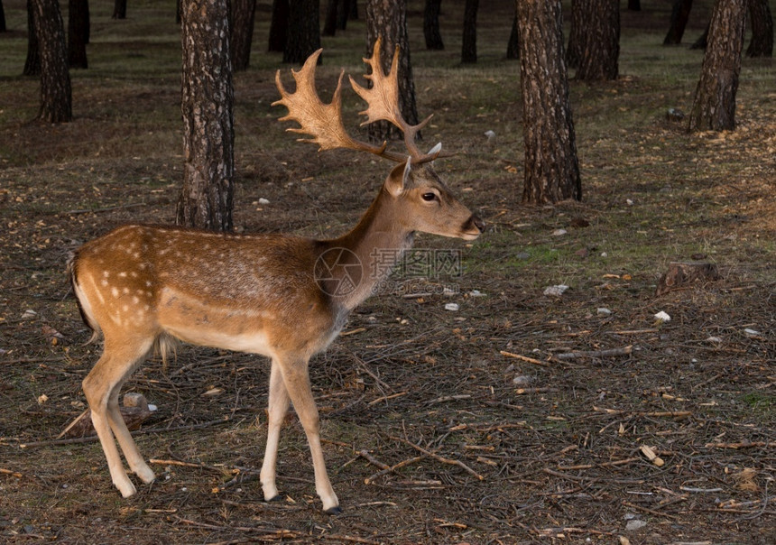 鹿角草地日落时在森林中鹿反刍动物图片