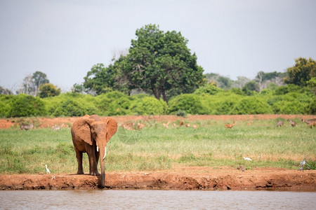 非洲人耳朵象牙一头红正在从水坑里喝一头红象正在从水坑里喝图片