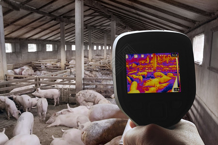 动物使用热照相机探测猪流感控制配种高清图片
