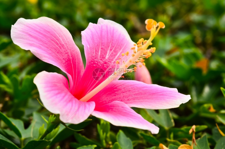 季节粉红花碧雏菊园图片