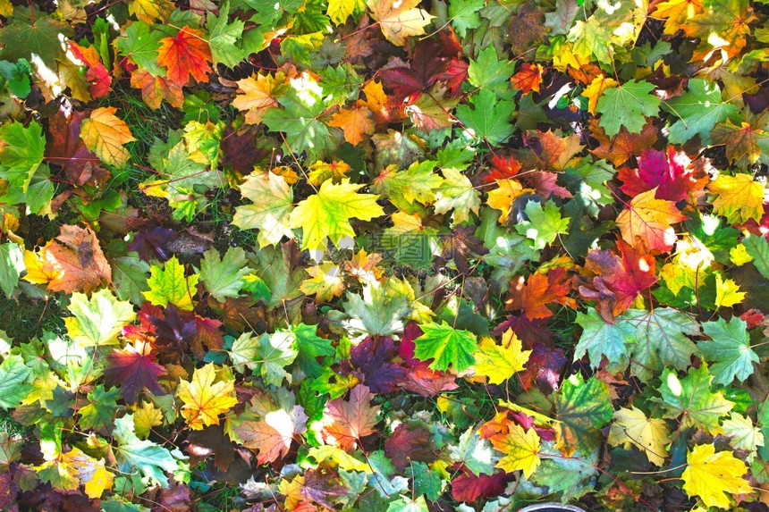 有色苠地上秋叶花的多种颜色美丽图片