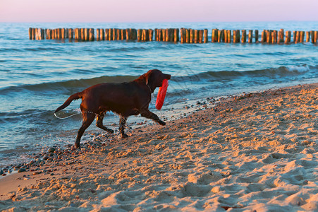 寻回犬沙滩上奔跑的狗沙滩上玩耍的狗海岸上大黑狗沙滩上玩耍的大黑狗海滩水背景图片