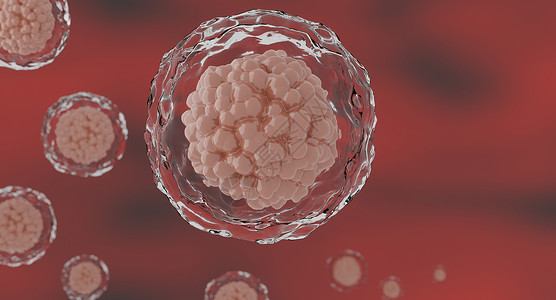 核仁生物学3d人体细胞或胚胎干显微镜底部3科学渲染高清图片素材