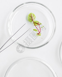 转基因科学自然带有植物生技术实验室的顶天观花生菜背景图片