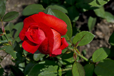 红润情人节保加利亚索非自然老旧西公园红玫瑰灌木盛开植物群图片