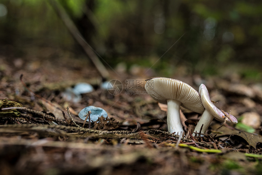 荒野蘑菇在森林中坠落牛肝菌素食主义者图片