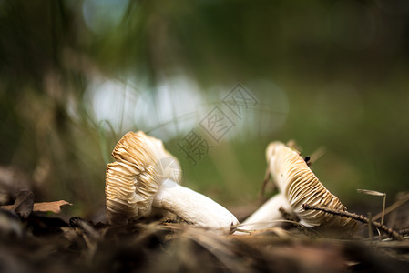 白色的季节蘑菇在森林中坠落草食用高清图片素材
