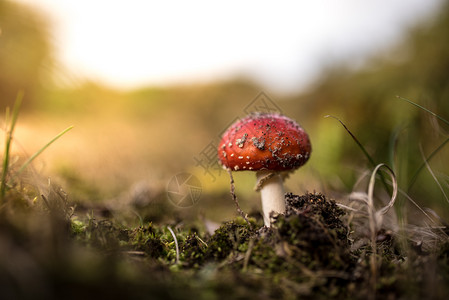 蘑菇在森林中坠落雨后春笋般的荒野食用图片