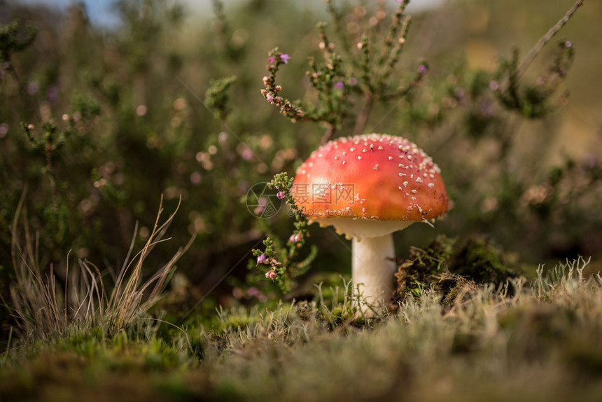 田野里红色的蘑菇图片