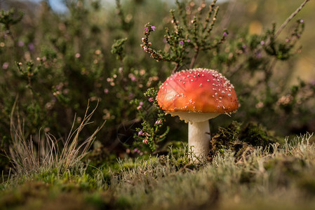 田野里红色的蘑菇棕色的高清图片素材