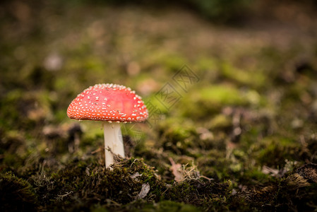 田野里红色的蘑菇牛肝菌高清图片素材