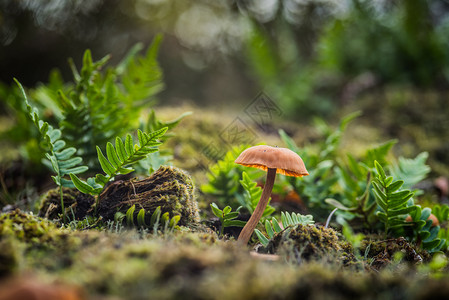 在森林中的蘑菇白色的高清图片素材