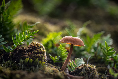 无花果菌蘑菇在森林中坠落植物棕色的高清图片素材