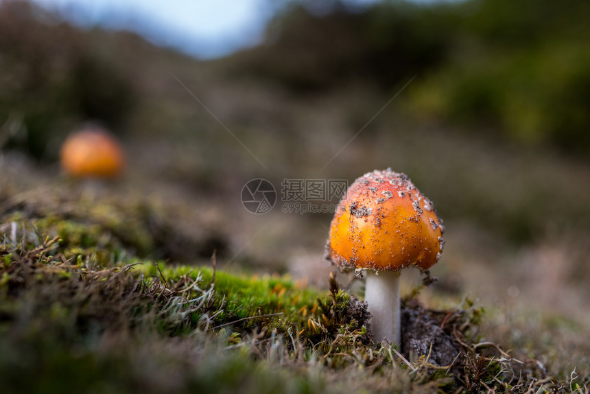 棕色的蘑菇在森林中坠落红色的生长图片