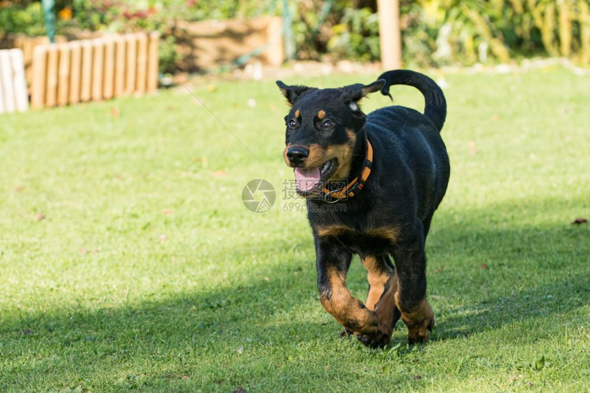 肖像步行动物可爱的年轻比思牧羊犬在绿草中行走图片