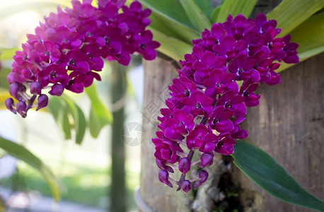 紫色兰花GANTA兰花新鲜的黄色品红图片