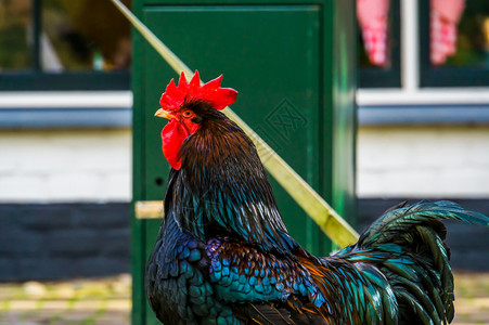 双带的谷仓绒鸡有色羽毛的雄鸡鸟类流行的荷兰养鸡品种棕色的鸟业宠物图片