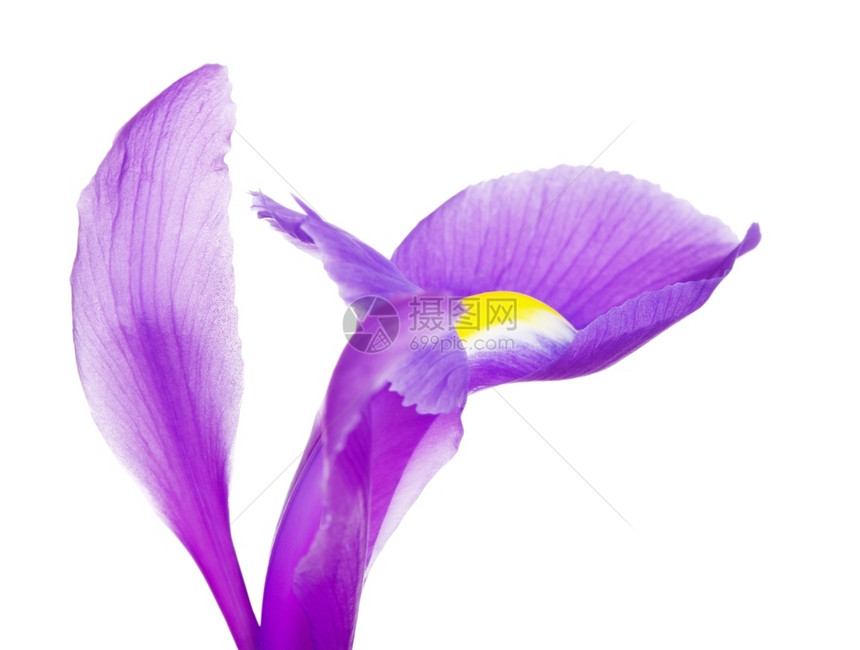 美丽的紫色花朵瓣关闭孤立在白色上植物群旗帜春天图片