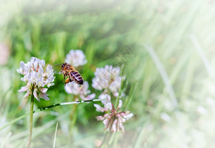 俄罗斯草甸花上的昆虫三叶草花上的蜜蜂白色野花草甸上的昆虫动物日出图片