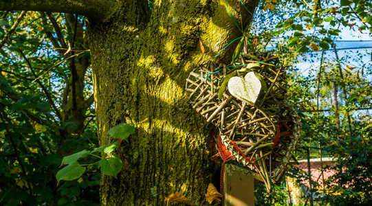 分支两颗手工艺的心挂在一棵树上情人节和花园的爱情装饰手工制作创造力图片