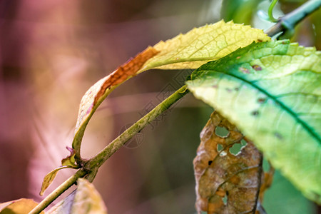 叶子艺术时间秋天初叶薄枝上有绿和黄的抽象图片摘要图片