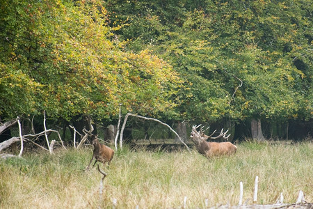 母鹿男红塞伍斯埃拉普胡秋天在森林中敲打和追赶雌鹿茸放牧图片