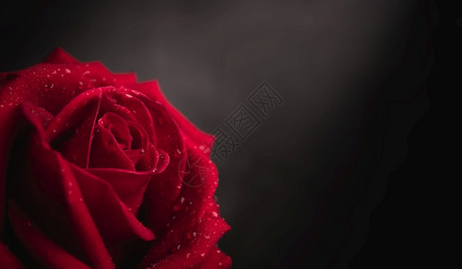自然红新玫瑰在爱与情人节的花朵和鲜花符上放小滴超现实主义图片