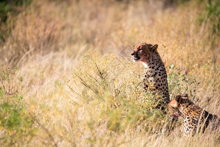 斑猎豹在草丛中进食猎豹在草丛中进食游戏动物图片