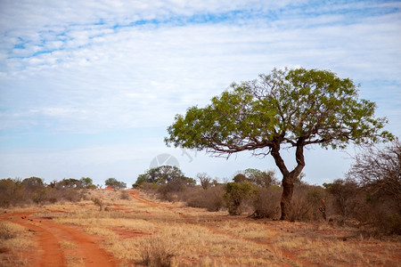 公园红土附近的大树在肯尼亚的风景中美丽衬套图片