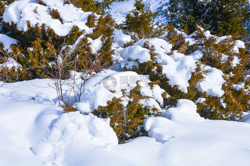 白雪覆盖的树枝圣诞节快乐的新图片