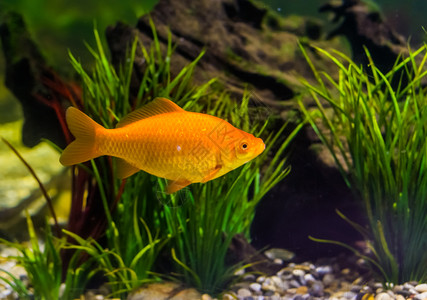 充满活力有色河在水中游泳的金色鱼受欢迎的水族馆宠物装饰鱼图片