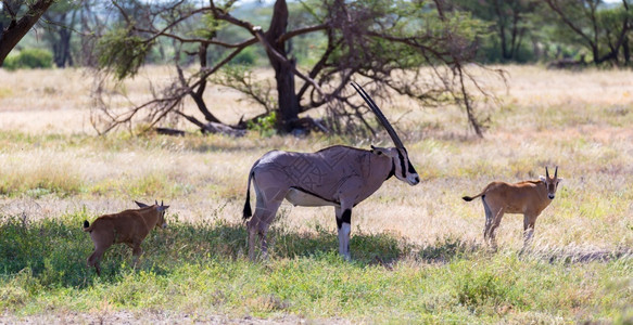 喇叭萨凡纳景观肯尼亚大草原中部的羚羊肯尼亚大草原中部的羚羊图片