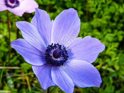 紫色菊花的近视季节单身图片