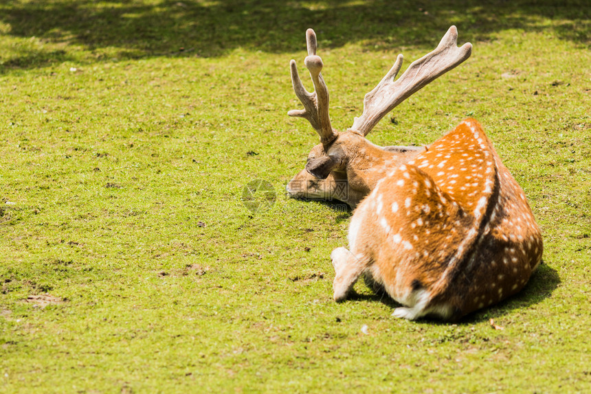 夏天躺在绿草上撒满了斑鹿轴精美的生活图片