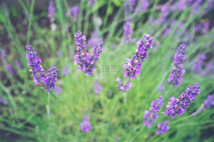 和谐开花园有选择地关注花朵中的熏衣草园艺图片