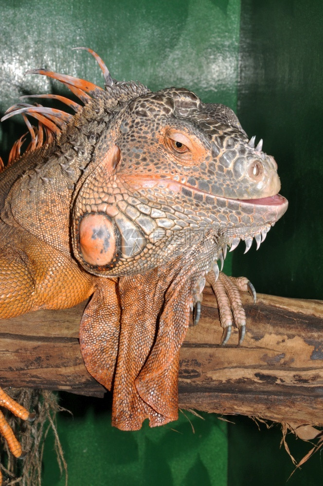 濒危怪物红蜥蜴变形绿色蜥蜴拉丁Iguana蜥蜴是家族的大型食草蜥蜴爬虫类图片