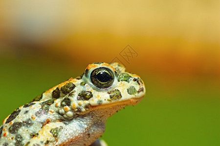 野生动物青蛙动物学高清图片素材