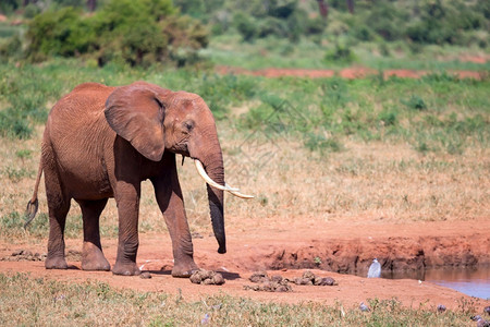 萨凡纳非洲稀树草原上的水坑和一些红象在稀树草原上的水井和一些红象喝哺乳动物背景