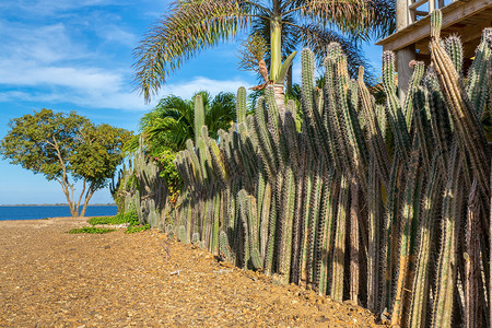 荆棘排Bonaire沿岸作为花园围栏的仙人掌植物一行栅栏图片