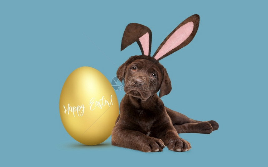 喜庆的宠物一只巧克力拉布多狗它有毛皮复活节耳朵躺在一个金色复活节鸡蛋旁边一只巧克力拉布多狗铺设图片