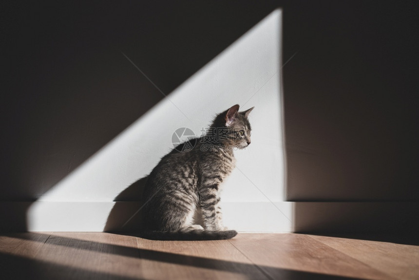 室内享受阳光的猫咪图片